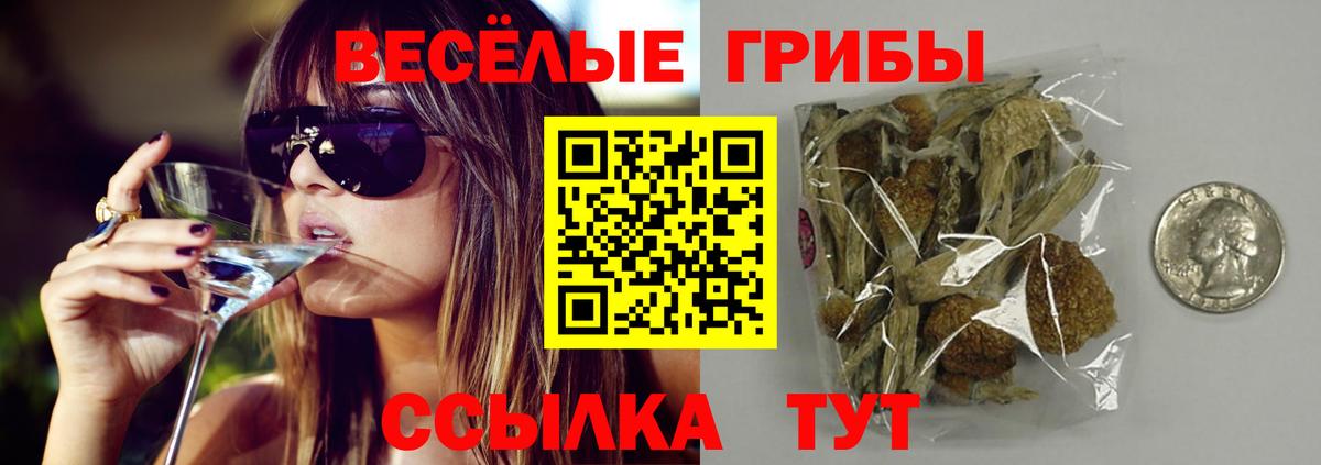Галлюциногенные грибы Psilocybe Горно-Алтайск